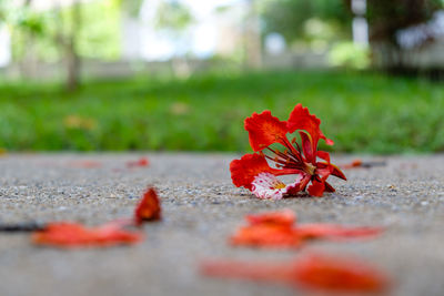 Close-up of red flower on road