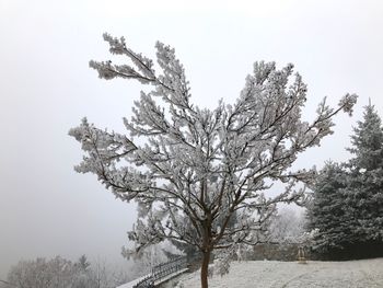 Low angle view of tree against sky