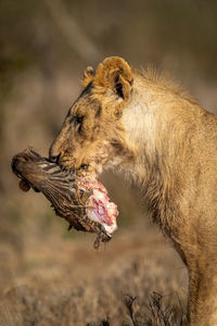 Close-up of young male lion carrying kill