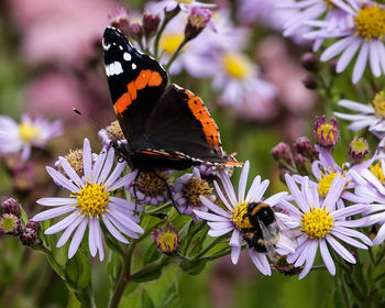 Butterfly pollinating on purple flower