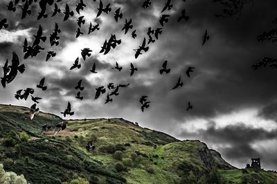 Low angle view of birds flying in sky