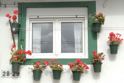 Potted plant on wall