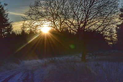 Sun shining through trees during sunset