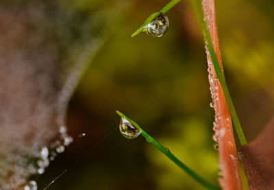 Close-up of water drops on plant