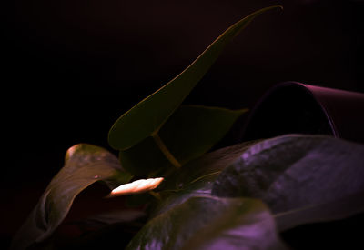 Close-up of hand against black background