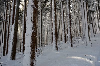 Trees on snow covered land