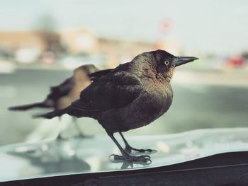 Crow on car