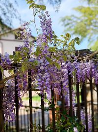 Close-up of purple flowering plant