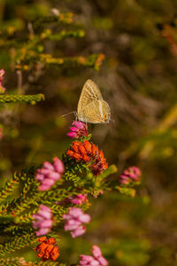 Close-up of butterfly pollinating on pink flower