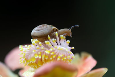 Close-up of insect on flower