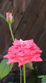 Close-up of pink flowers