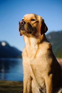 Yellow labrador retriever looking away by lake