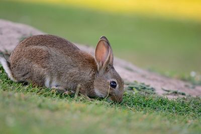 Close-up of rabbit on field