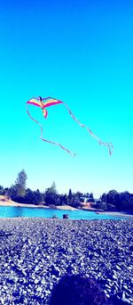 Birds flying over land against blue sky