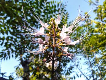 Low angle view of flowering plant against sky