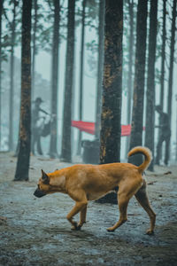 Side view of a dog on land
