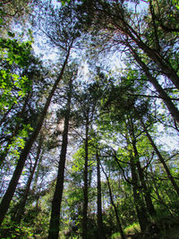 Low angle view of trees in forest