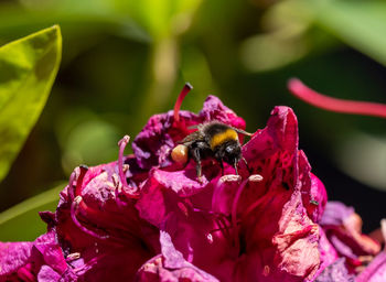 Close-up of bee pollinating on pink flower