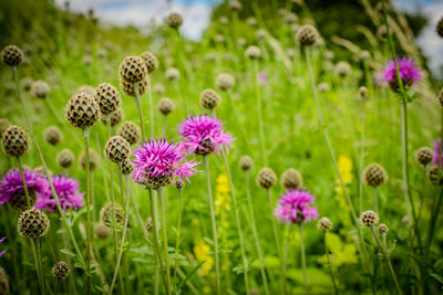 Close-up of purple flowering plants on field