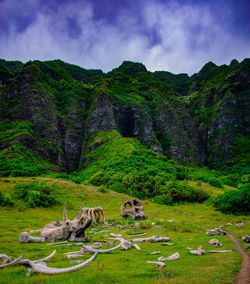 View of sheep on mountain