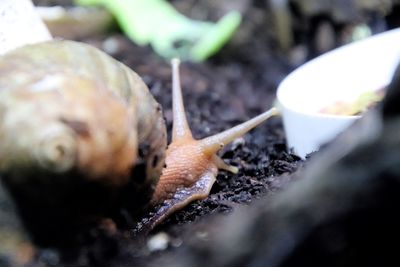 Close-up of snail