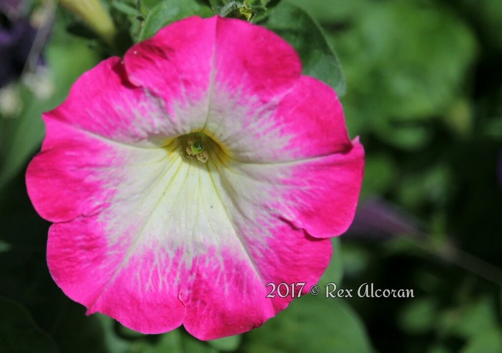 CLOSE-UP OF PINK FLOWER BLOOMING