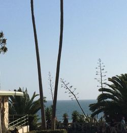 View of palm trees against clear blue sky