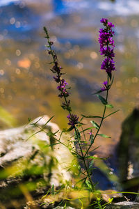 Close-up of purple flowers in park