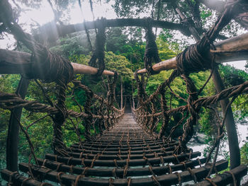 Walkway amidst trees in forest