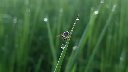 Close-up of ladybug on wet grass