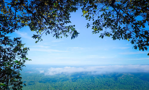 Scenic view of tree against sky