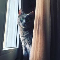 domestic cat