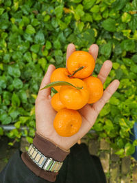 Cropped image of hand holding orange