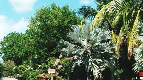 Low angle view of palm trees