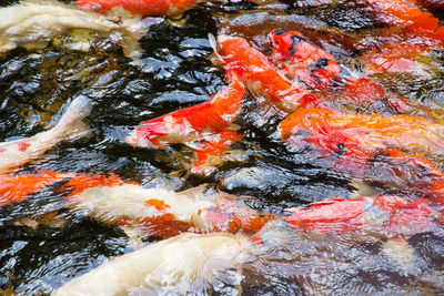 High angle view of koi carps swimming in pond