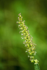 Close-up of flowering plant