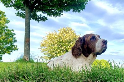 Dog looking away on field