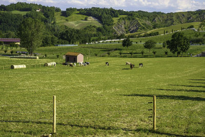 View of sheep grazing on field