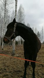 Horse against sky