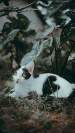 Close-up portrait of cat