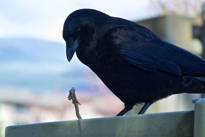 Close-up of bird perching outdoors