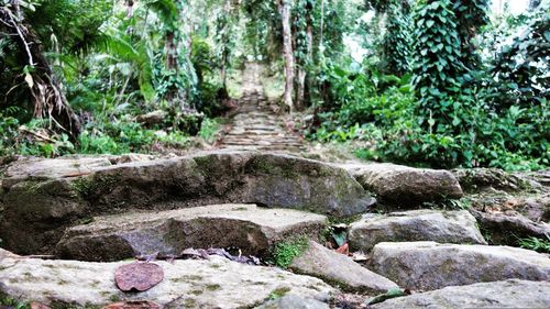 Stone wall in forest