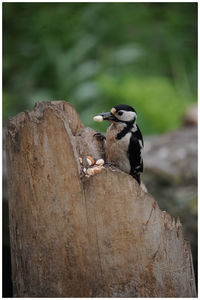 Close-up of bird perching on wood