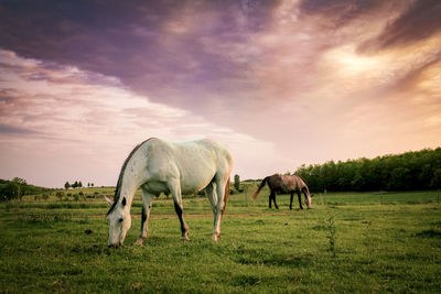 Horses grazing in a field