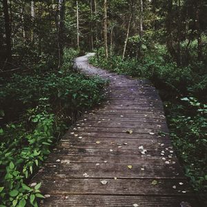 Walkway amidst trees in forest