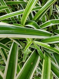 Full frame shot of green grass