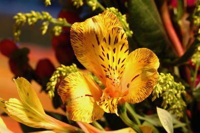 Close-up of yellow flowering plant