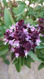 Close-up of pink flowers