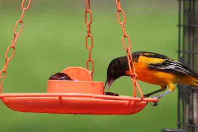 bird