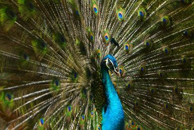 Close-up of peacock